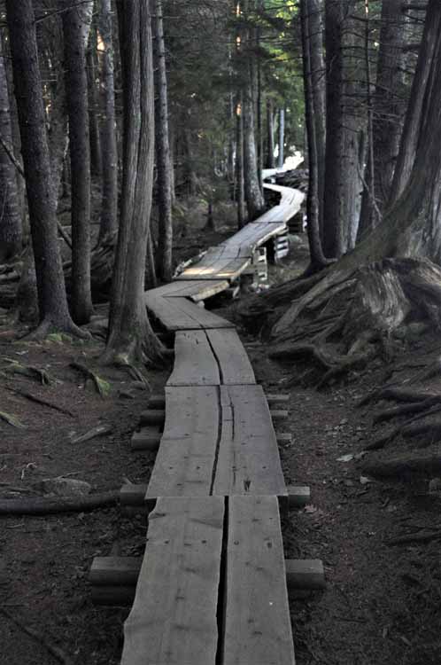 hiking trail with plants